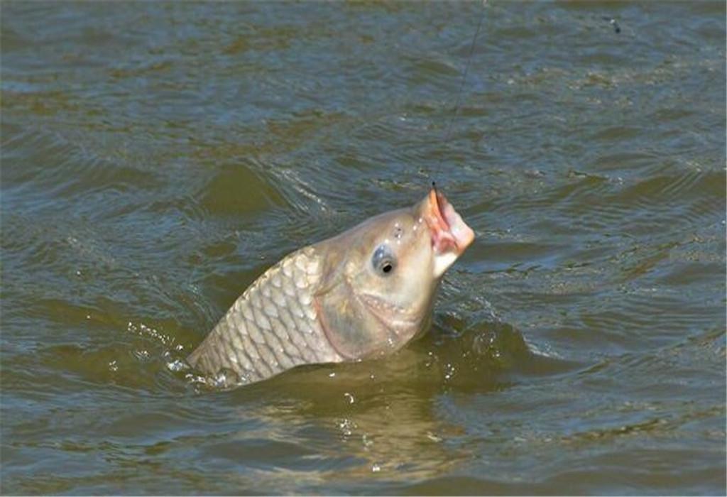 手竿钓鲤鱼的3大要点，就用这些常用方法，大鲤鱼不难钓