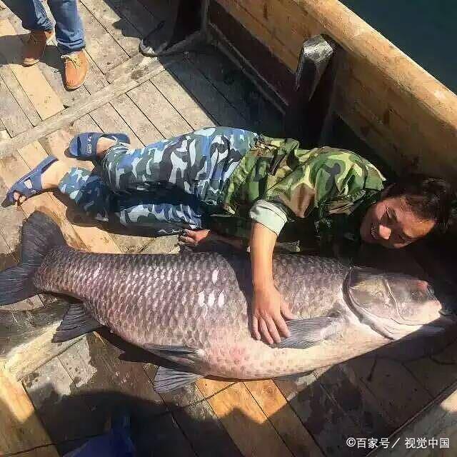 如果钓到了30斤以上的野生大青鱼，不要错过了青鱼里面的这个宝贝