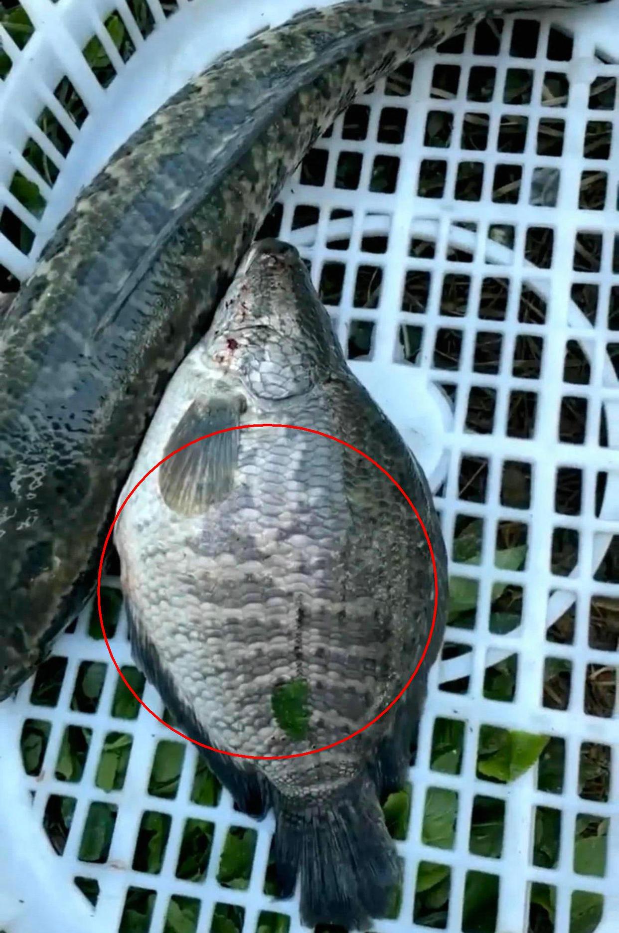 广东男子钓了条“怪黑鱼”，鱼身又宽又短，这能吃吗？
