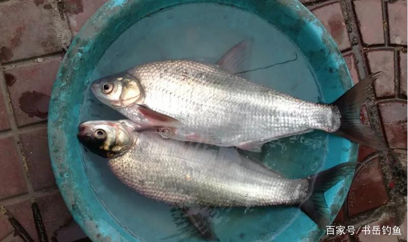 解读：钓鱼中常用的饵料，到底有着哪些功能？又有着怎样的用法？