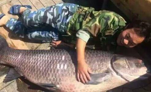 青鱼王！南京钓友钓起一百多斤“巨型青鱼”，尾鳍大如蒲扇！
