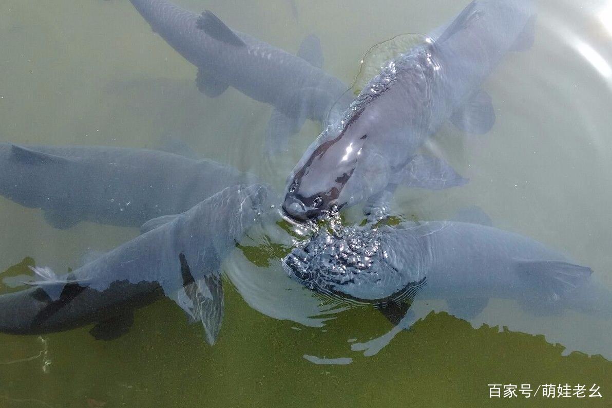 浙江一男子在千岛湖野钓，收获174斤巨型青鱼，网友：从来没见过