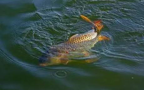 野钓经验之谈 野钓鲤鱼需注意 如何诱鱼是关键