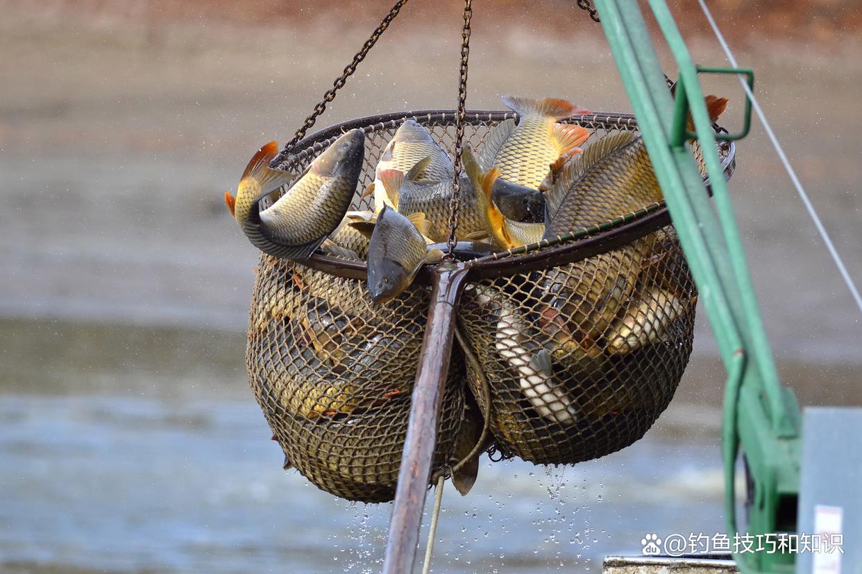 如何钓鲤鱼黑坑的疗养鱼？疗养鱼的4个典型特征