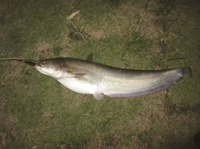 技术控看这里！路亚鲇鱼技巧大全