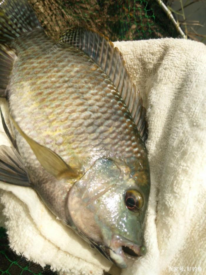 探讨一下罗非鱼的生活习性与觅食情况及对应的作钓技巧