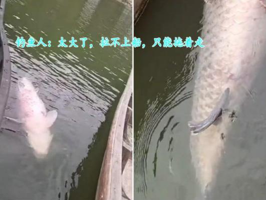 千岛湖有人钓到80多公斤的大鱼，网友：能卖多少钱？