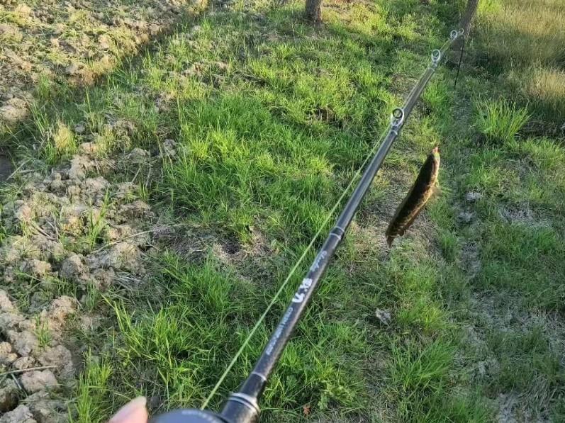 它是路亚黑鱼“专用”钓法，简单却很高效。详细解读——雷强钓法