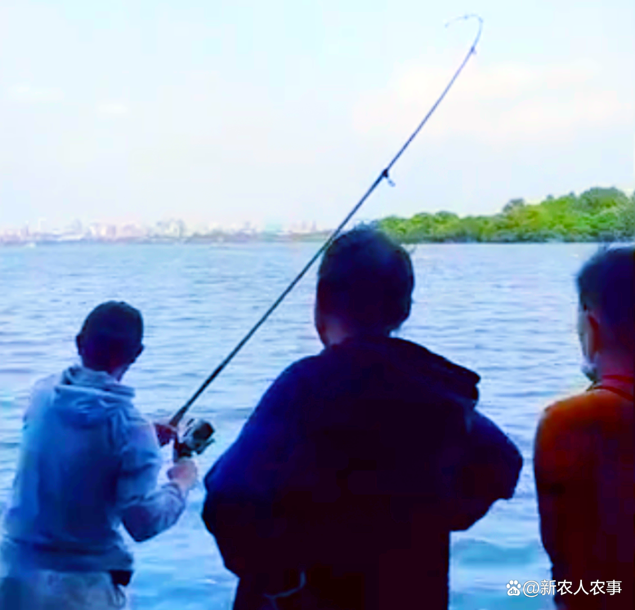 大爷在西湖苏堤钓获大青鱼，三人抬着匆匆离去，网友猜测没钓鱼证