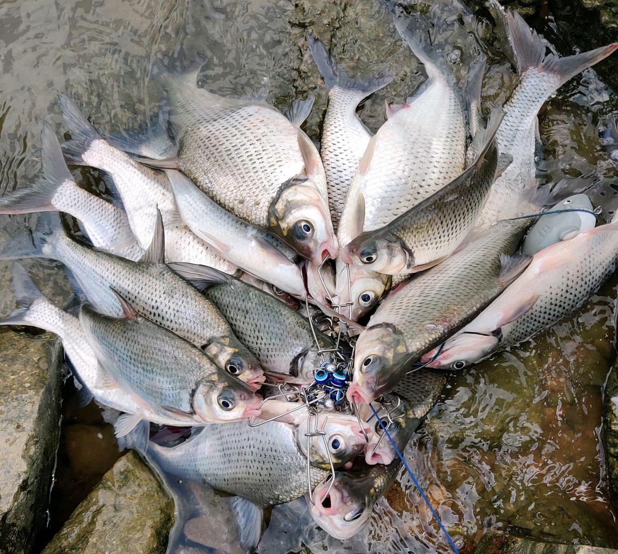 东江鳊鱼“狂口”半天钓起十几条，网友：路亚能钓到鳊鱼？
