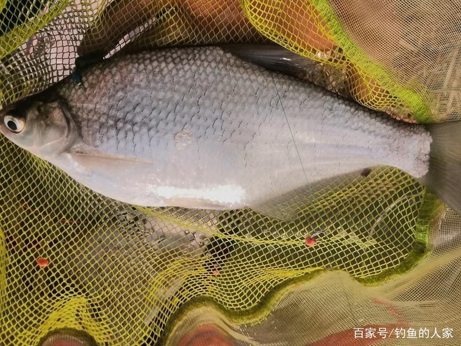 长江钓鱼，野钓鳊鱼分析教学，钓获20多斤野生鳊鱼和鲫鱼